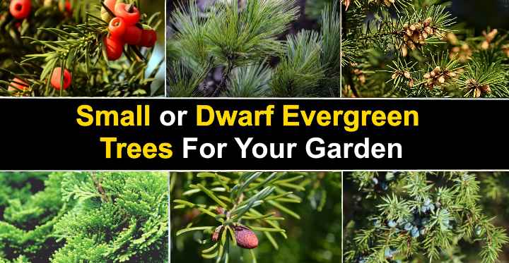 15 Small Or Dwarf Evergreen Trees For Your Garden With Pictures