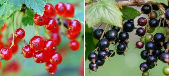 black and red currants