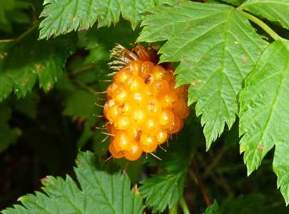 salmonberry