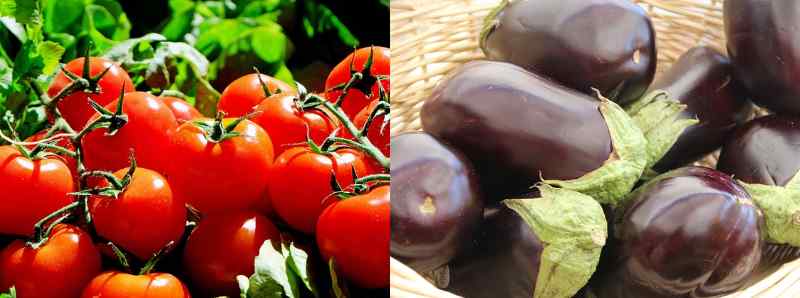 Tomatoes and eggplants are types of vegetables that are botanically classified as fruits 