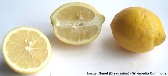 Verna citron