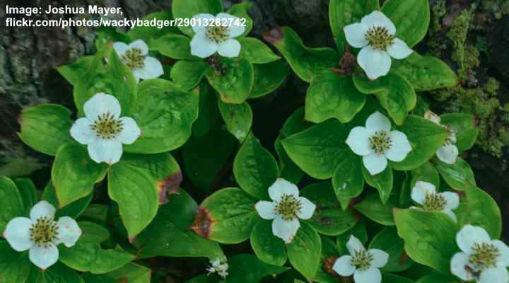 Bunchberry (Cornus canadensis)
