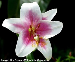 30 Types of Lilies: List of Lily Hybrids and Lily Cultivars (Pictures)