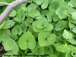 18 Ground Cover Plants for Shade (With Pictures) - Identification