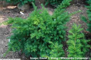 37 Types of Bushes and Shrubs For Landscaping (with Pictures)