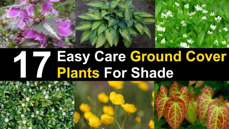 18 Ground Cover Plants For Shade With, Fast Growing Ground Cover For Partial Sun