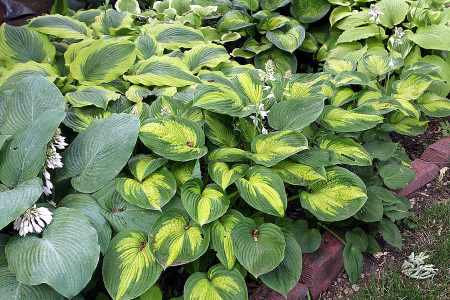 18 Great Ground Cover Plants For Shade, Leafy Ground Cover