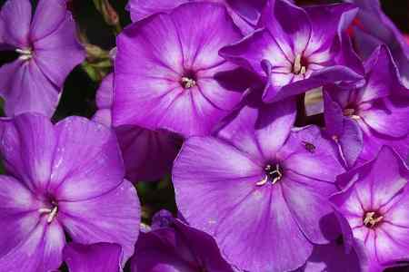 18 Purple Perennial Flowers For Your Garden (With Pictures)
