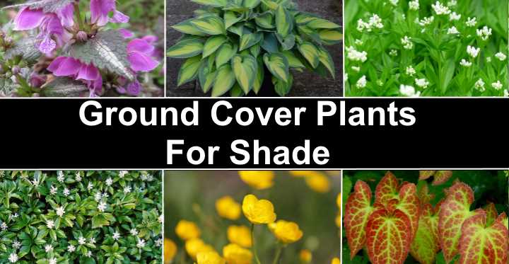 18 Great Ground Cover Plants For Shade, Perennial Ground Cover Flowers For Shade