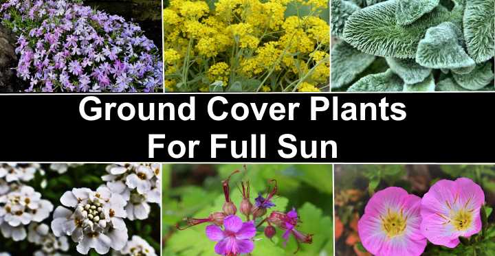 Best Flowering Ground Cover Zone 9 : Maybe you would like to learn more ...