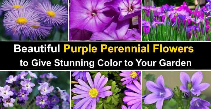 types of purple flowers with 5 petals