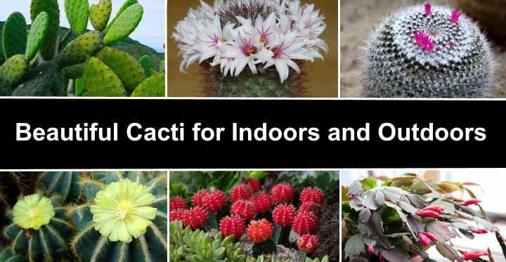 29 Types Of Cactus With Pictures And Names Identification Guide