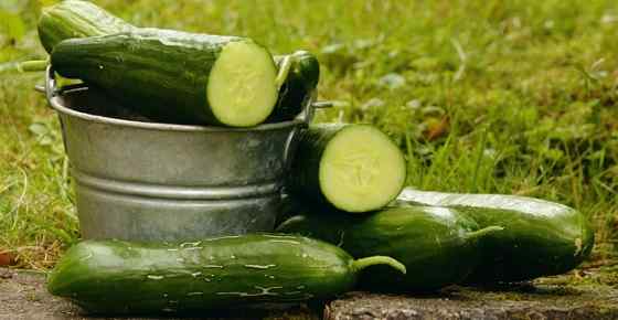 English Cucumbers - SunFed®