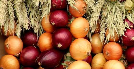 Types Of Onions Varieties Of Onions With Their Uses With Pictures,Recipe For Oxtails