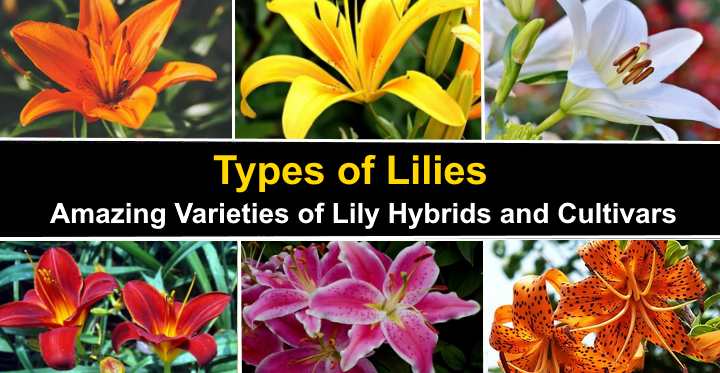 Are Asiatic Lilies Poisonous To Dogs