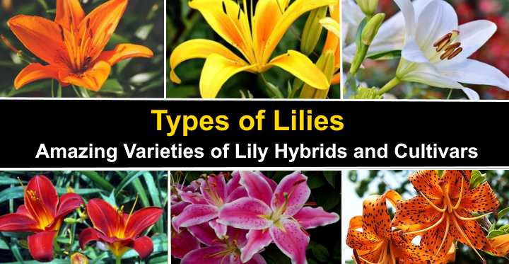 30 Types of Lilies: List of Lily Hybrids and Lily Cultivars (Pictures)