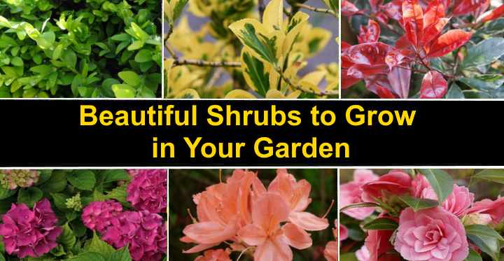 18 Diffe Types Of Bushes To Grow In, Landscaping Plants Pictures And Names