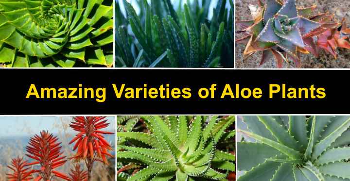 Types of Aloe Plants: Amazing Varieties of Aloe (Vera ...