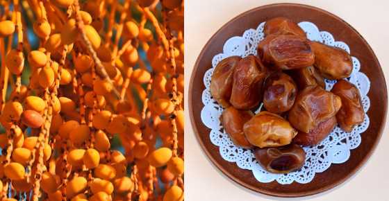 Types of Dates: Delicious Varieties of Date Fruit From Around the World