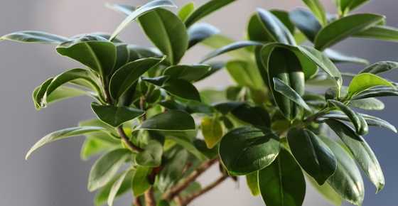 outdoor ficus tree