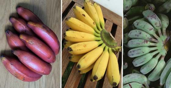 Types Of Bananas Cavendish Red Mini Plantain And More Varieties