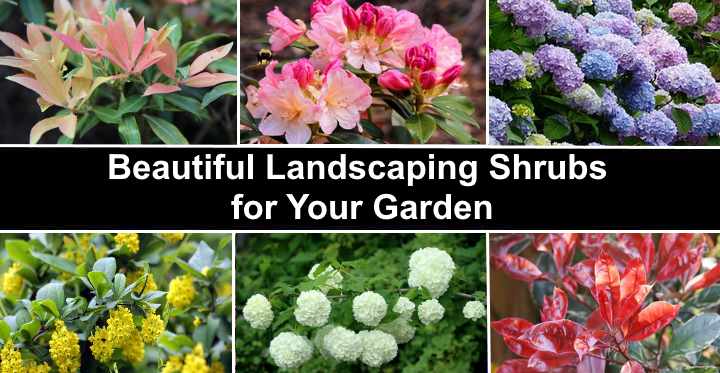 Shrubs And Bushes For Landscaping, Flowering Bushes For Landscaping