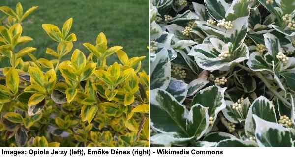 18 Diffe Types Of Bushes To Grow In, Common Landscaping Shrubs