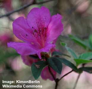 33 Types of Flowering Azalea Bushes With Pictures - Identification