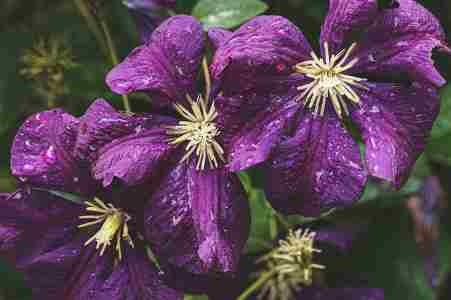 clematis