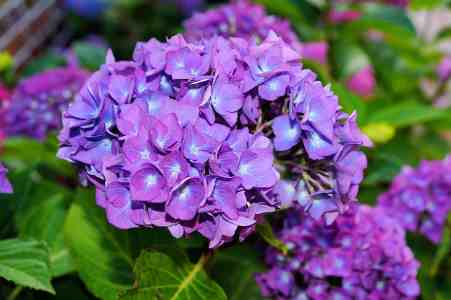 purple hydrangea