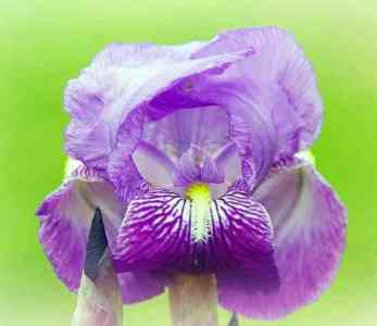 purple iris