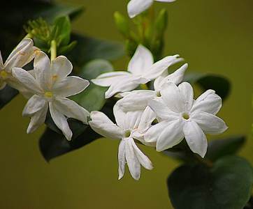 Types Of White Flowers Stunning White Flowering Plants