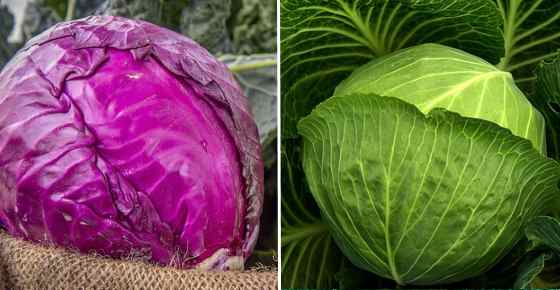 14-types-of-cabbage-green-red-white-savoy-napa-and-more-varieties