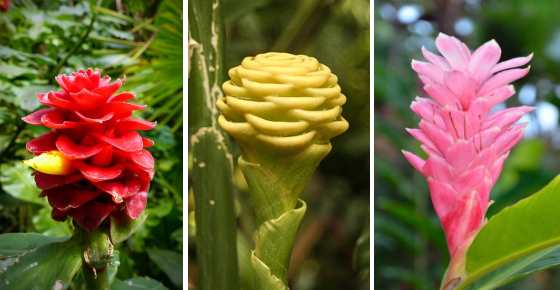 Types of Ginger Root and Ornamental Ginger Plants (With Pictures)