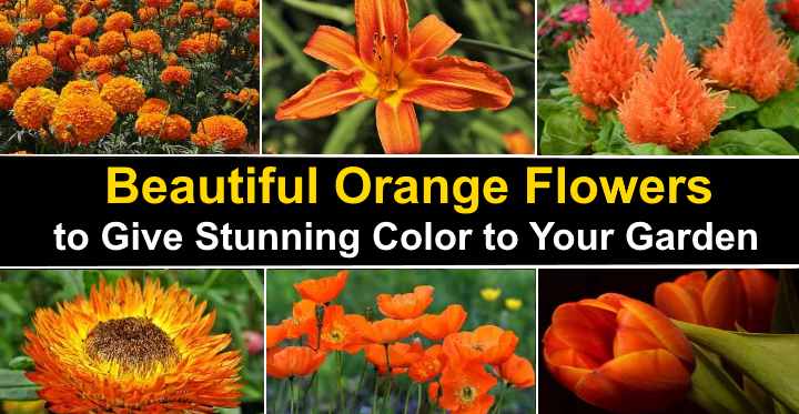 names of yellow orange flowers