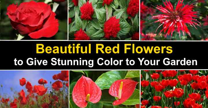 Red Flowers in Your Life  Red wedding flowers, Red flowers, Flower names