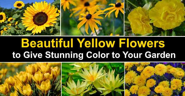 Types Of Yellow Flowers Plants That Give Stunning Color To Your Garden