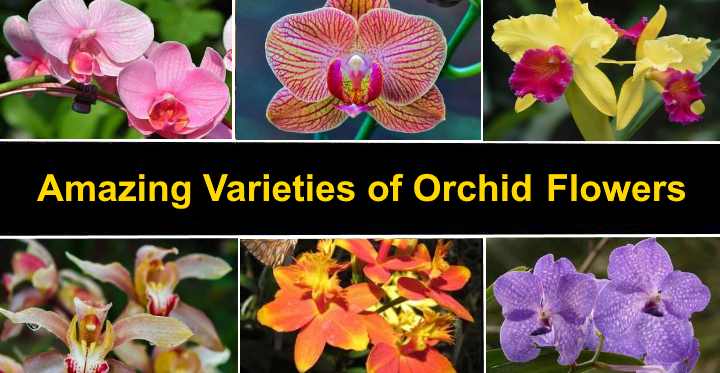 Types Of Orchids Varieties Of Plants Flowers And Classification