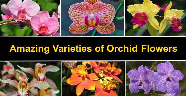 5 Types Of Orchids