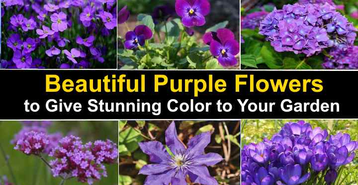 types of purple flowers with 5 petals
