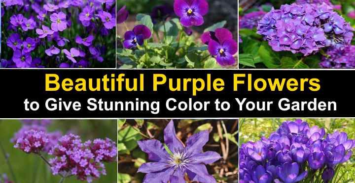 Types of Purple Flowers: Plants That Give Stunning Color ...