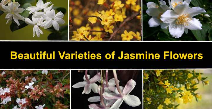 Beautiful Jasmine Flowers Images : The jasmine flower is grown from a ...