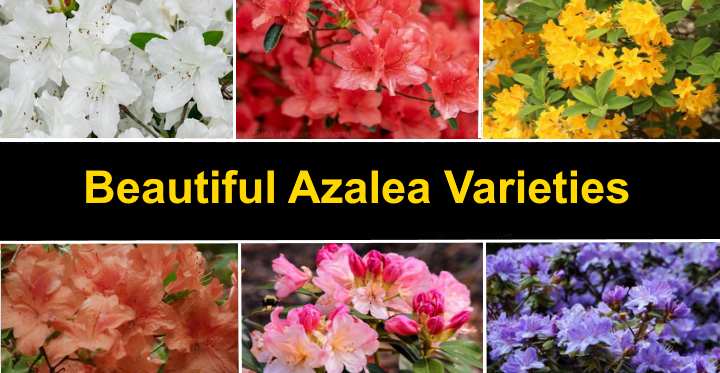 33 Types of Flowering Azalea Bushes With Pictures - Identification