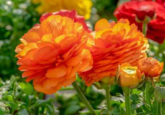 24 Types of Orange Flowers: Orange Flowering Plants (With Pictures)