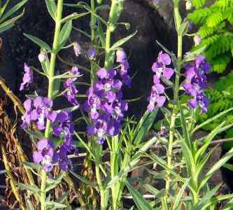 20 Types Of Purple Flowers With