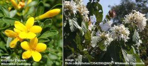 Types of Jasmine Flowers: Amazing Varieties of Jasmine Plants