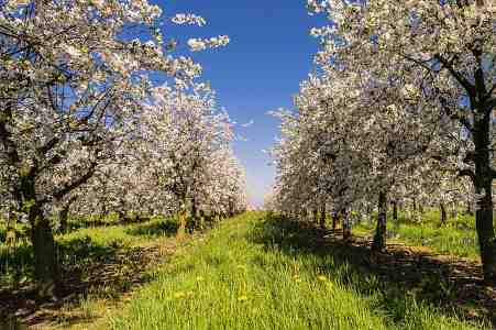 Picture of beautiful apple trees with white flowers