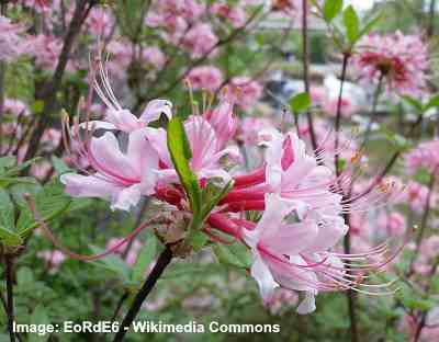 Pink Flowering Evergreen Shrub Identification / Shrubs ...