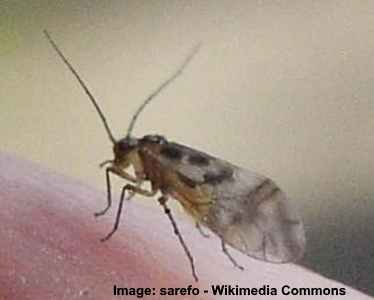 Types of Insects with Pictures and Names for Easy Identification