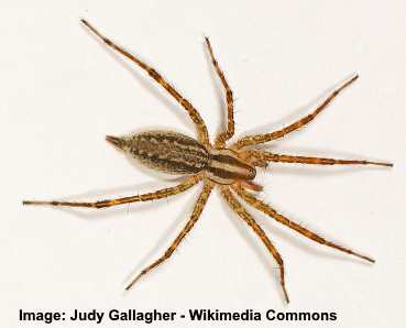 grass spider long bodied cellar spider